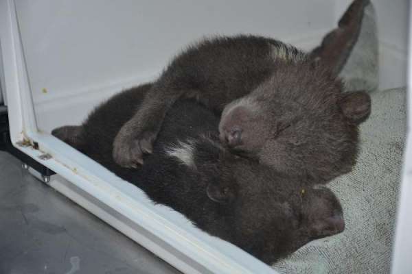 Donmak üzereyken kurtarılan yavru ayılardan biri telef oldu - Sinop haber