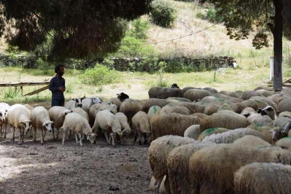 Köşk'te koyun ve keçi desteklemeleri askıya çıktı - Aydın haber