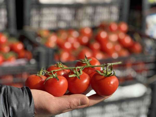Rusya-Ukrayna savaşı domates ve salatalık fiyatlarını düşürdü - İstanbul haber