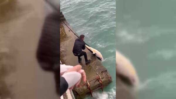 Sinop'ta dalgaların kıyıya sürüklediği ölü yunusu denizden vatandaşlar çıkardı