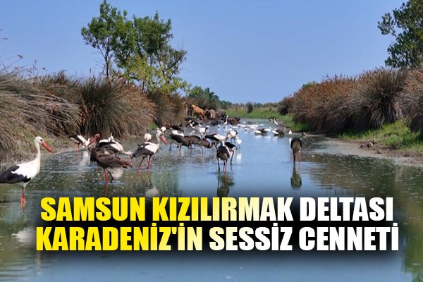 Samsun Kızılırmak Deltası: Karadeniz'in sessiz cenneti