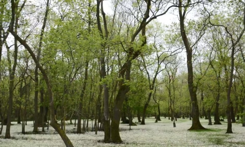 Samsun Kızılırmak Deltası: Karadeniz'in sessiz cenneti