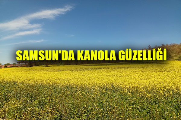 Samsun'da kanola güzelliği