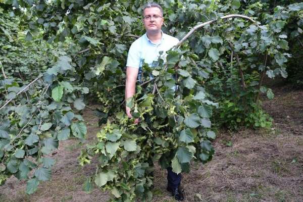 Ordu'da fındık rekolte tahmini çalışmaları başladı