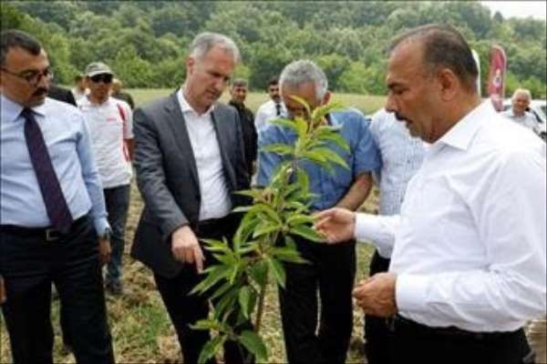 Kestane yeniden eski günlerine dönecek