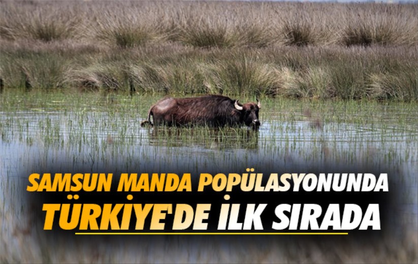 Samsun manda popülasyonunda Türkiye'de ilk sırada