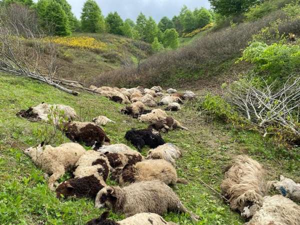 Ordu'da koyun sürülerine ayı saldırdı: 76 koyun telef oldu