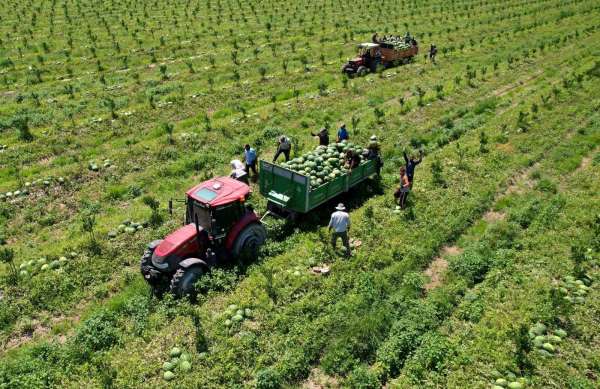 Adana'da karpuz fiyatları 7 liraya düştü