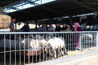 Denizli'de kurbanlıklar alıcılarını bekliyor