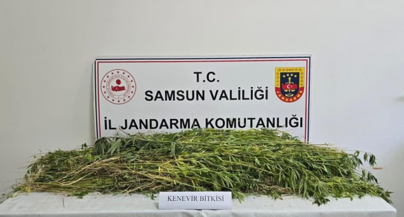 Samsun'da 5 bin 608 kök kenevir bitkisi ele geçirildi