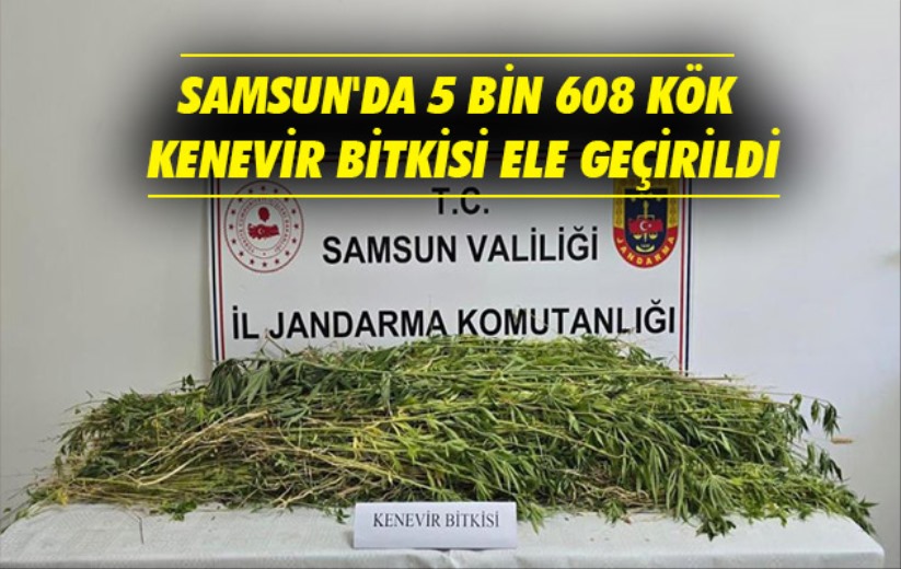Samsun'da 5 bin 608 kök kenevir bitkisi ele geçirildi