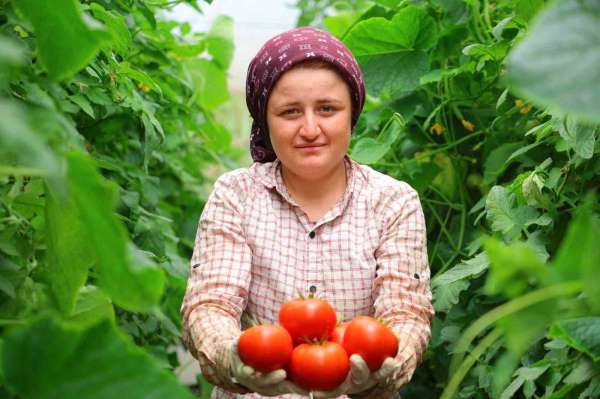 Adının hakkını veren mahalle: Her mevsim domates üretimi bölgeye katkı sağlıyor