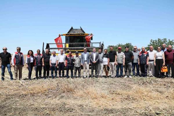 Silivri'de konala ve buğday hasadı başladı