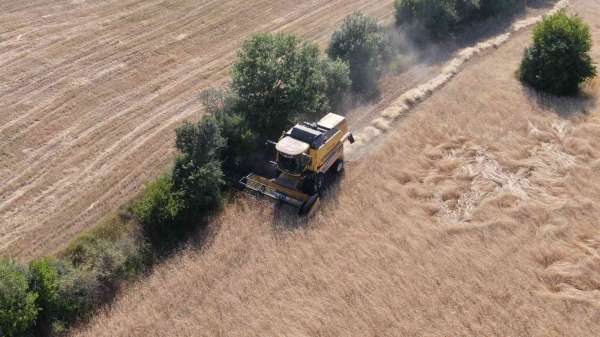 Buğdayın atası 'siyez'de hasat başladı - Kastamonu haber