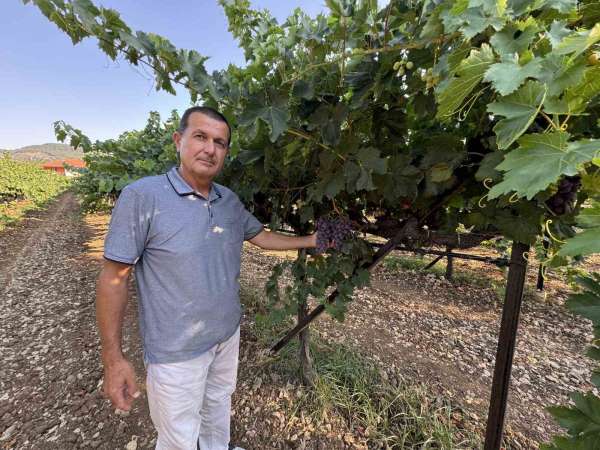 Antalya'da üzümde bu yıl yüzde 25 rekolte bekleniyor