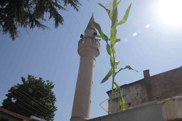 Ordu'da cami çatısında mısır yetişti
