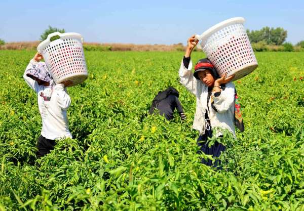 Tarım işçilerinin sıcakta ekmek parası mücadelesi