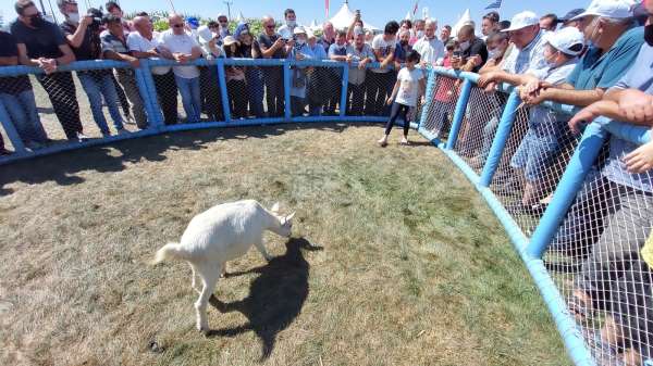 Tekirdağ'da oğlak yakalama yarışması: 5 saniyede yarışı kazandı