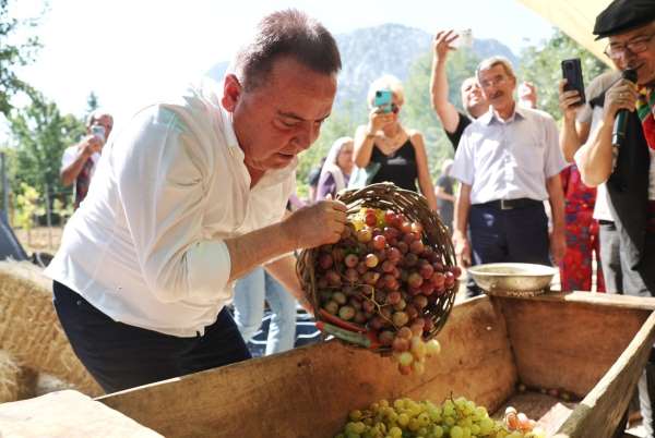Antalya Gastronomi Festivali'nin ikinci gününde mor üzüm hasadı