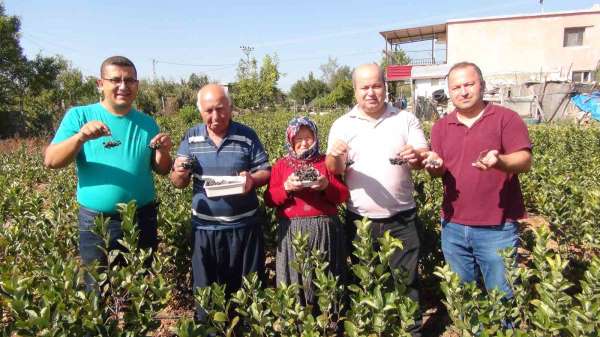 İhracata giden 'aronya' süper meyvenin ilk hasadı yapıldı