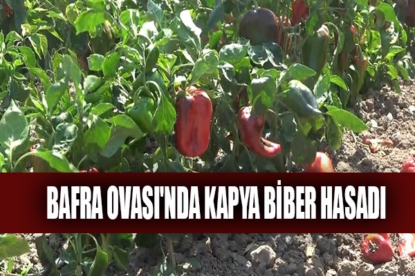 Bafra Ovası'nda kapya biber hasadı