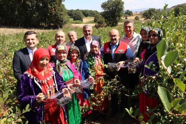 Balıkesir'de ilk aronya hasadı