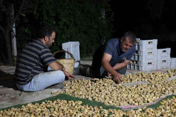 İncir üreticisi gecesini gündüzüne katarak üretim yapıyor