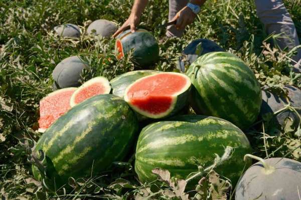 Karpuzun fiyatı 70 kilometrede 30'a katlanıyor