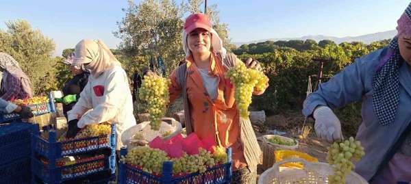 Sarıgöl'de hayat üzümle dönüyor