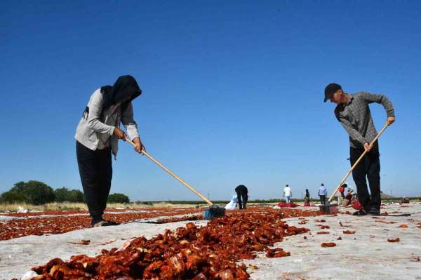 Siverek'te yetiştirilen kuru domatesler dünya sofralarına ulaşıyor