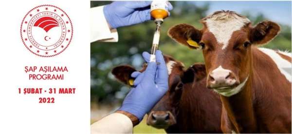 Samsun'da ilkbahar şap aşılama programı başlıyor