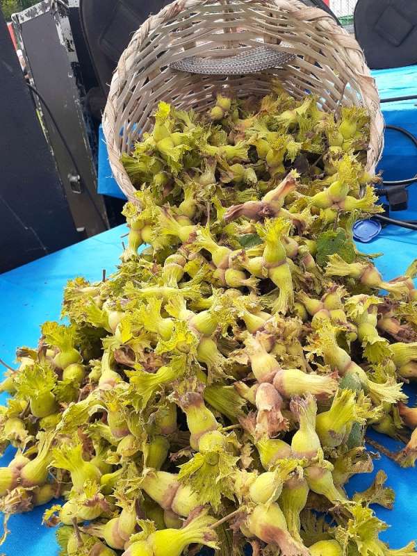 Fındık ihracatı hızlı başladı