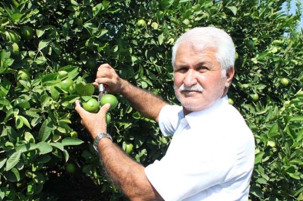 Limon diyarında hasat başladı
