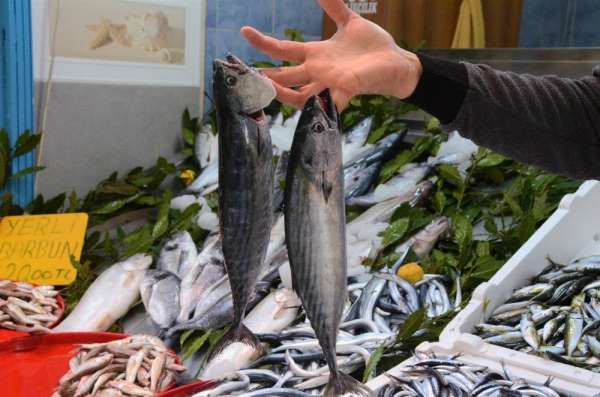 Palamut çıkmaya başladı, fiyatlar düşüşe geçti