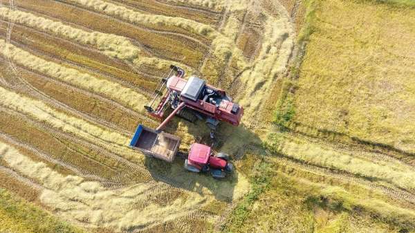 Sinop'ta çeltik hasadı başladı 