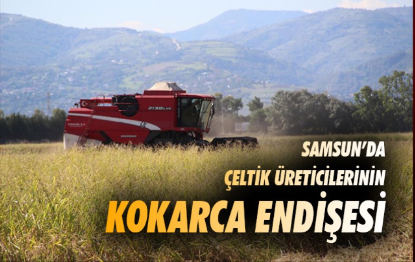 Samsun'da çeltik üreticilerinin kokarca endişesi