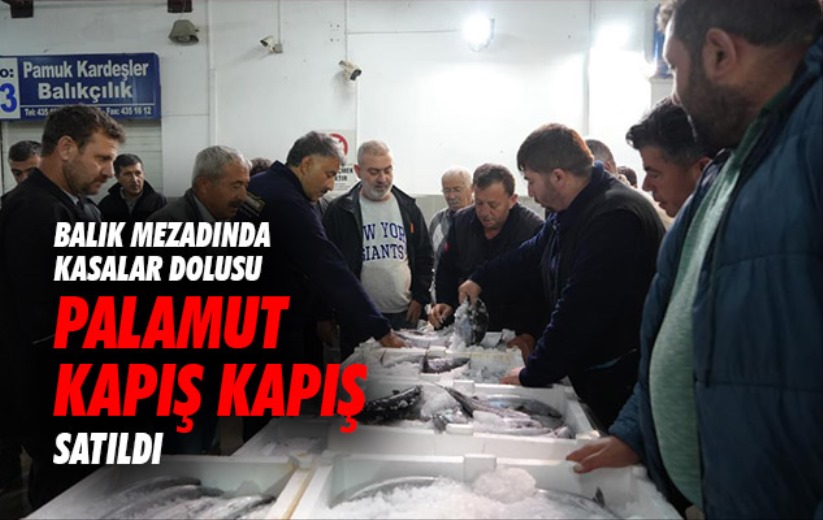 Samsun'da balık mezadında kasalar dolusu palamut kapış kapış satıldı