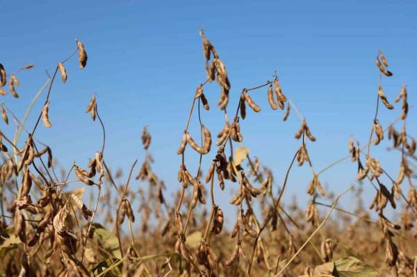 Diyarbakır'da bu yıl 35 bin dekar soya fasulyesi ekildi