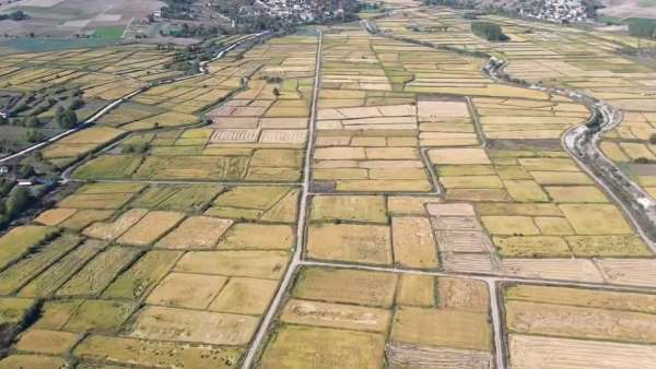 Saraydüzü'nde çeltik hasadı başladı