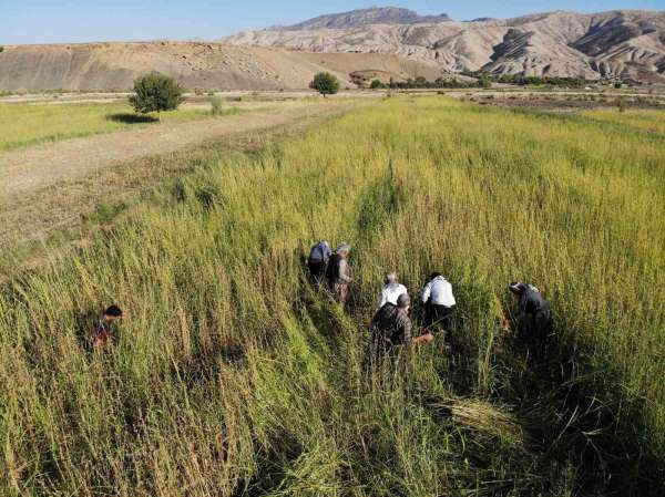Şırnak'ta 5 bin dekar alandan 300 ton susam rekoltesi bekleniyor