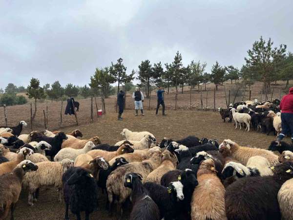 Tokat'ta çobanlara hayvan sağlığı eğitimi