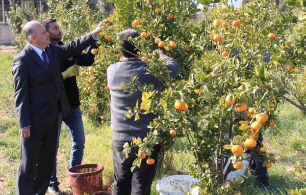 Turunçgilde sezonu uzatacak mandalina çeşidi geliştirildi, hasat başladı