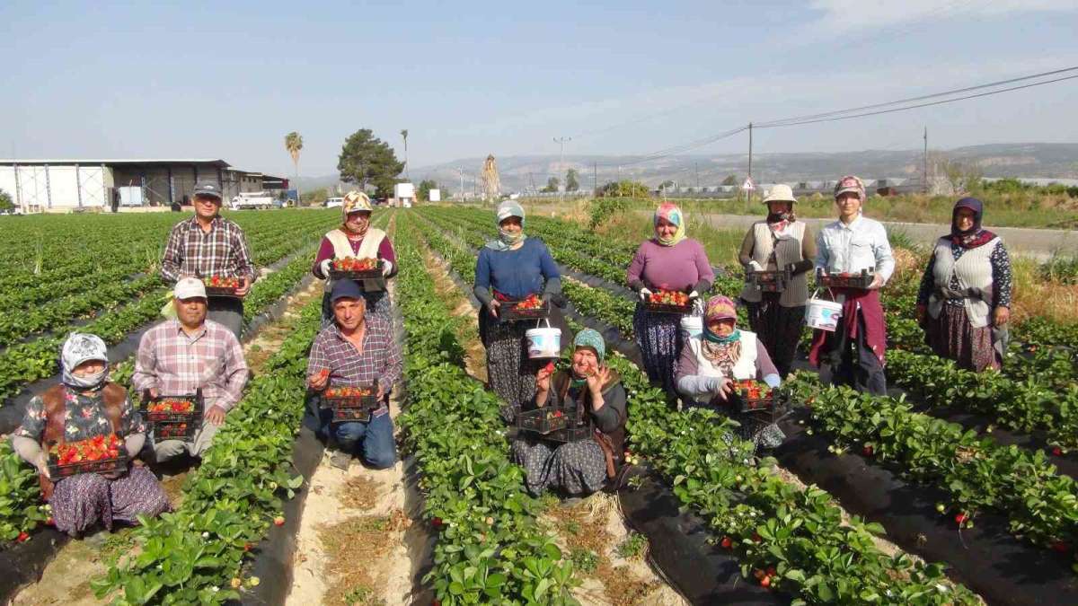 Mersin'de çilekte ihracat başladı