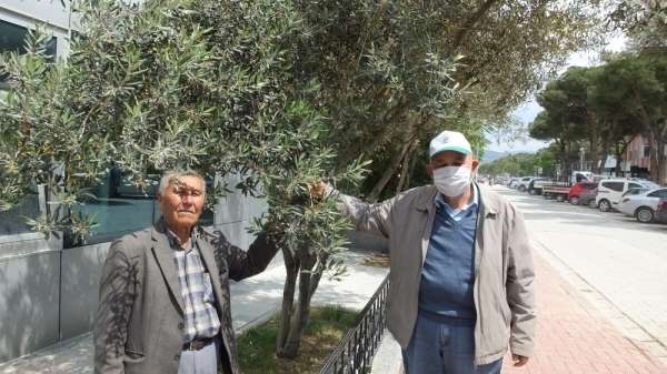 Burhaniye'de son yağışlar zeytine ilaç oldu