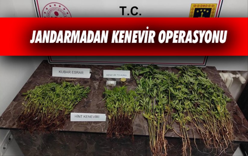 Samsun'da Jandarmadan kenevir operasyonu