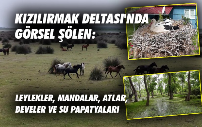 Kızılırmak Deltası'nda görsel şölen: Leylekler, mandalar, atlar, develer ve su papatyaları