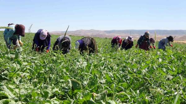 Yozgat'ta mevsimlik tarım işçileri şeker pancarı tarlalarında rızıklarını çıkarıyor
