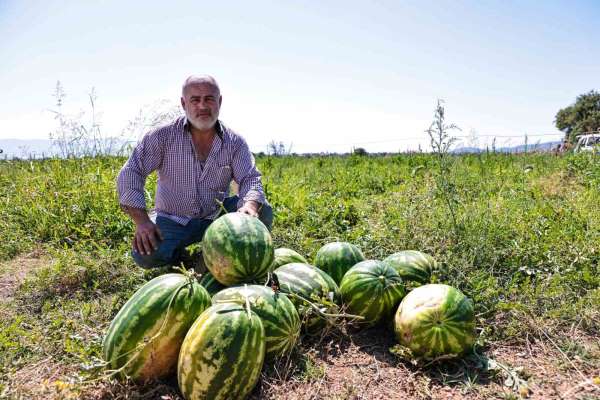 Denizli'de üreticinin elinde kalan karpuzları büyükşehir aldı