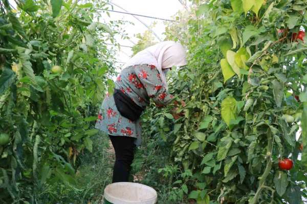 Domates yetiştiriciliği üreticiye umut oldu