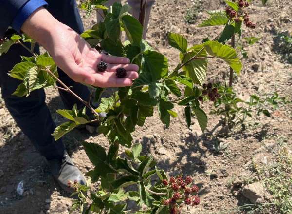 Dumlupınar'da böğürtlen fideleri ilk meyvelerini verdi